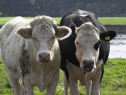 Suspected FMD Outbreak Hits Kgatleng